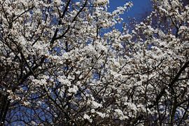 Spring by Thomas Jäger