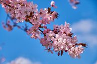 Lente bloesem van Ad Jekel thumbnail