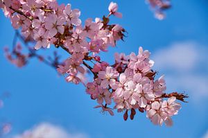 Fleur de printemps
