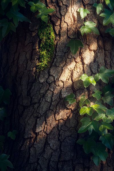 Boomschors met klimop en schaduw van Poster Art Shop