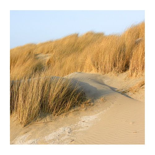 Strand Duinen