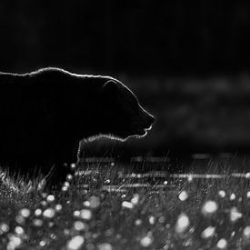 Brown bear silhouette in backlight by Chris Stenger