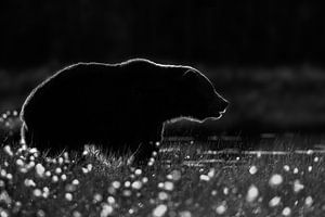 Braunbär-Silhouette im Gegenlicht