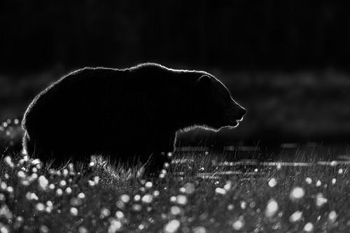Bruine beer silhouet in tegenlicht