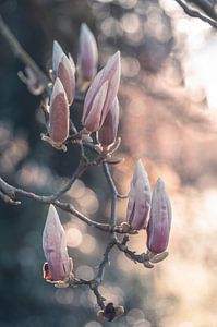 Blumen Teil 381