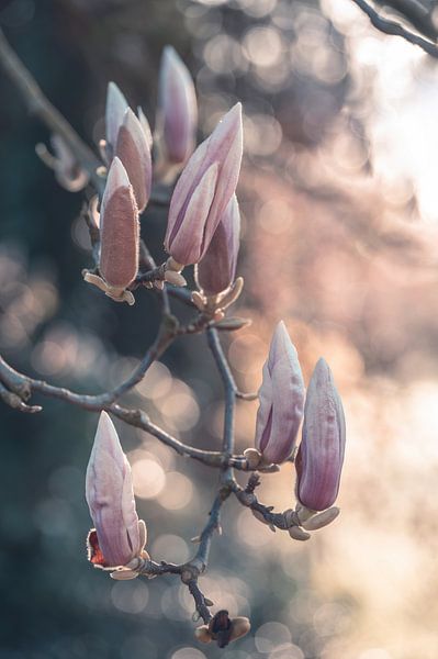 flowers part 381 by Tania Perneel