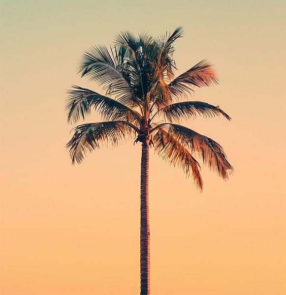 Palmenzauber im Licht von fernlichtsicht