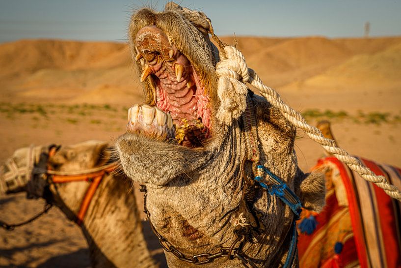 Kameel, Marsa Alam, Egypte van Travel Tips and Stories