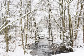 Winter forest with brook by Guido Rooseleer