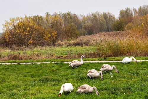 Herfstlandschappen Haar-Zuijlens, Utrecht