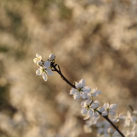 Branche fleurie sur Esther Leijten-Kupers