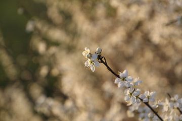 Blüte Zweig von Esther Leijten-Kupers