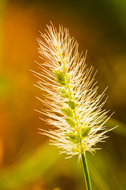Épi d'herbe à la lumière du soir sur Acharya Fotografie