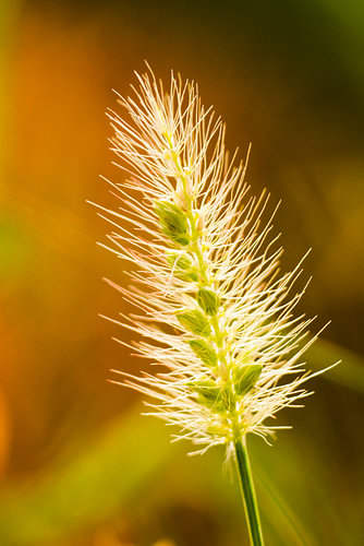 A tuft of grass in the evening light