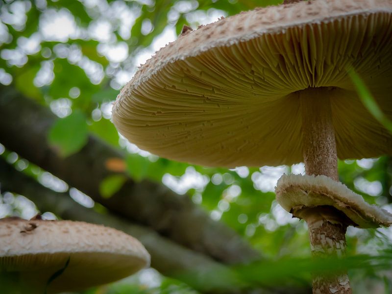 AUTUMN MUSHROOMS by Anouk van der Schot