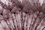 Abstract oudroze: Een bos van pluisjes met druppels van Marjolijn van den Berg thumbnail