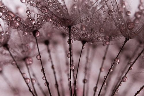 Abstract oudroze: Een bos van pluisjes met druppels