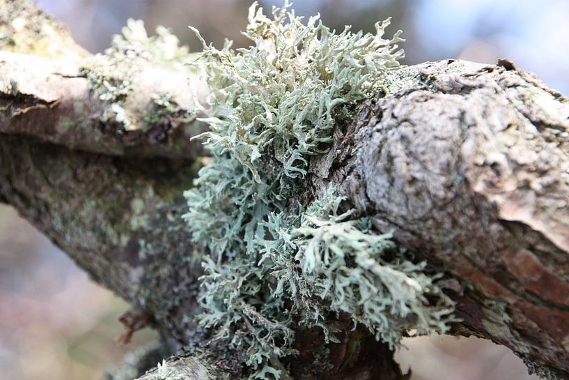 Moss by Marianne van den Bogaerdt