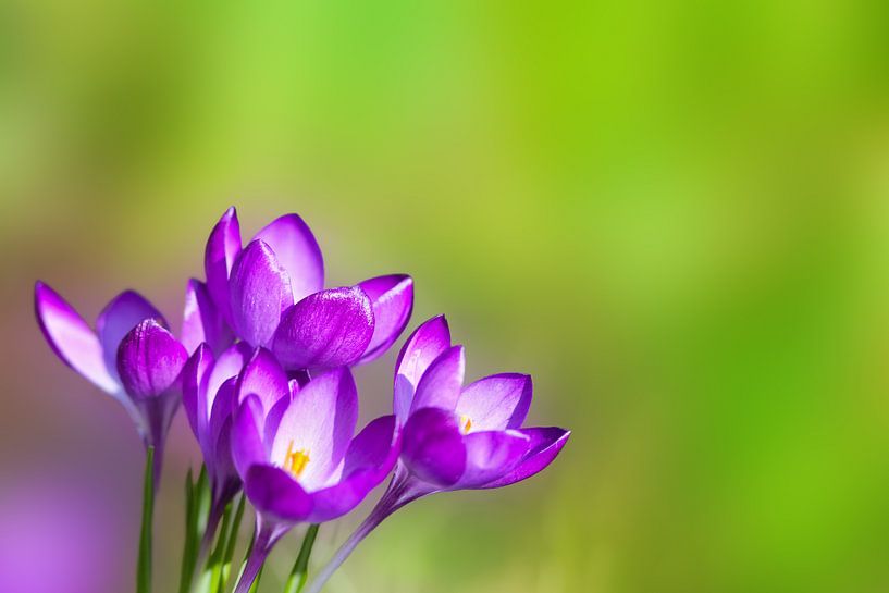 Crocus par Bo Valentino