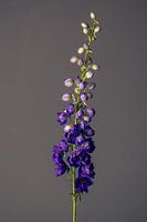 Geburt einer Blume (blau)