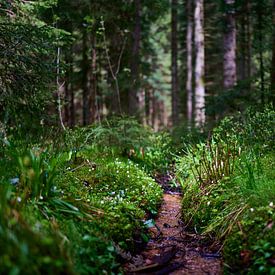 Geheimnisvolle Waldlandschaft von Jörg Bongartz