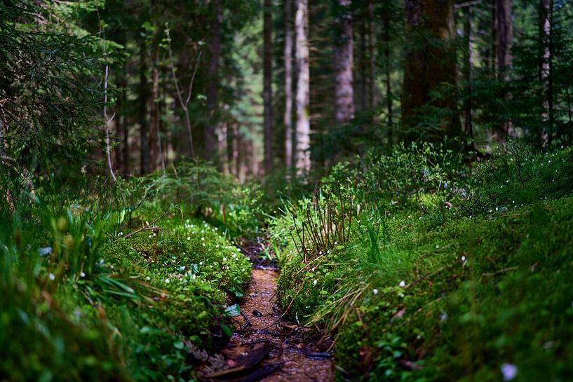 Geheimnisvolle Waldlandschaft von Jörg Bongartz