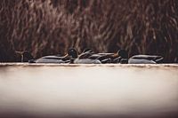 Quiet encounter by the lake