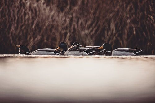 Rustige ontmoeting bij het meer