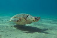 Zeeschildpad op Zakynthos