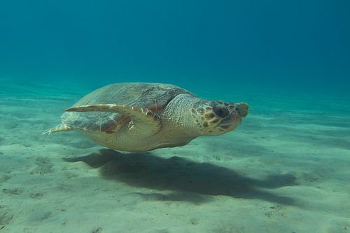 Seaturtle