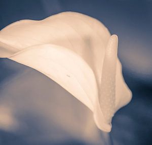 Witte bloem von Ineke Huizing