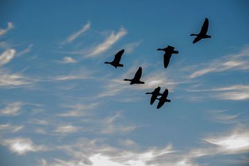 Geese in the air by Blond Beeld