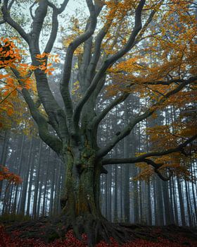 The old tree of bakkeveen