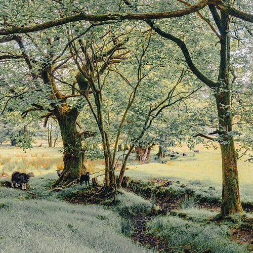 Landschap bij Great Langdale, Lake District, Engeland.