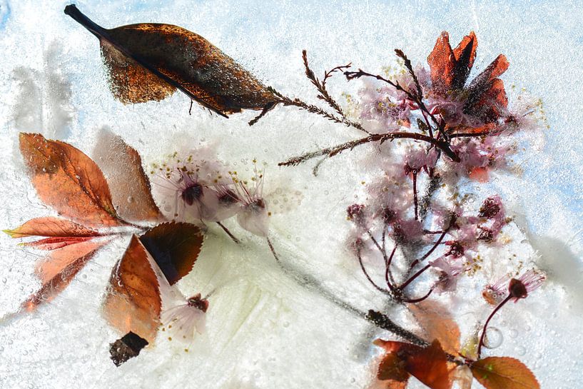 Blossom | Orange et rose | Fleurs gelées par Nanda Bussers