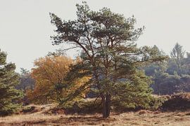 Landschaft Drenthe (Zeegse)