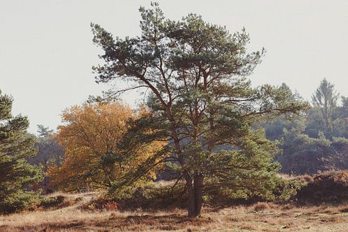 Landschap Drenthe (Zeegse)