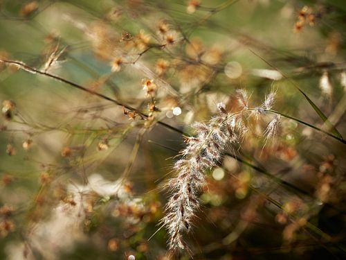 close up of grass hairs in the morning light by Marloes van Pareren