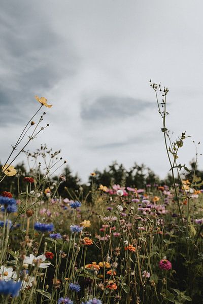 Wild Flowers by Naturel Fotografie