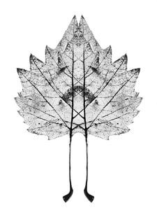 Symmetrisches Pflanzenblatt von Cor Ritmeester