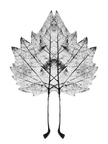 Symmetrical plant leaf by Cor Ritmeester