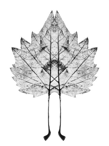Feuille de plante symétrique par Cor Ritmeester