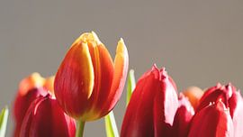 Tulips by Bo Valentino