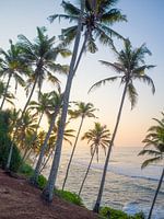 Palm trees and surf vibes at sunrise in Mirissa