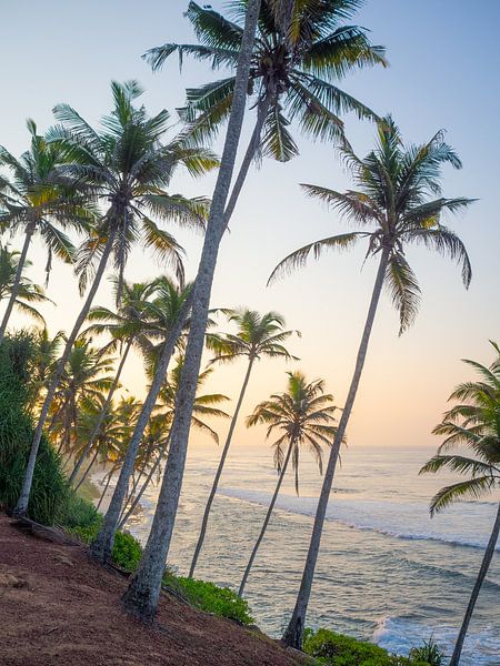 Palmbomen en surf vibes bij zonsopkomst in Mirissa van Teun Janssen