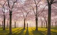 Blossom park pink Amstelveen