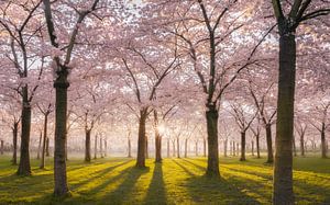 Bloesempark roze Amstelveen
