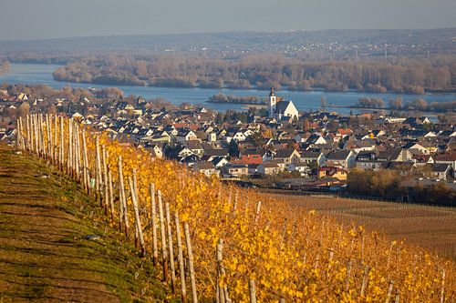 Mittelheim im Rheingau