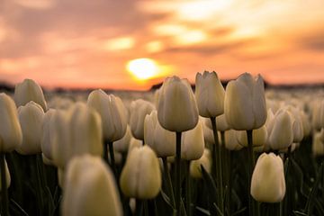 Tulp zonsondergan van Ronald Huiberse