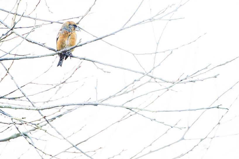 Le bec-croisé par Danny Slijfer Natuurfotografie